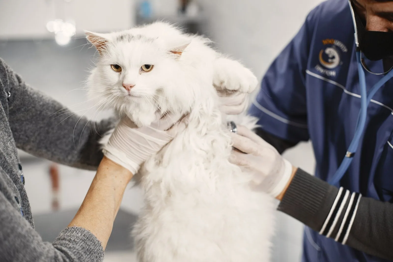 Katzenmedizin in der Haustierpraxis